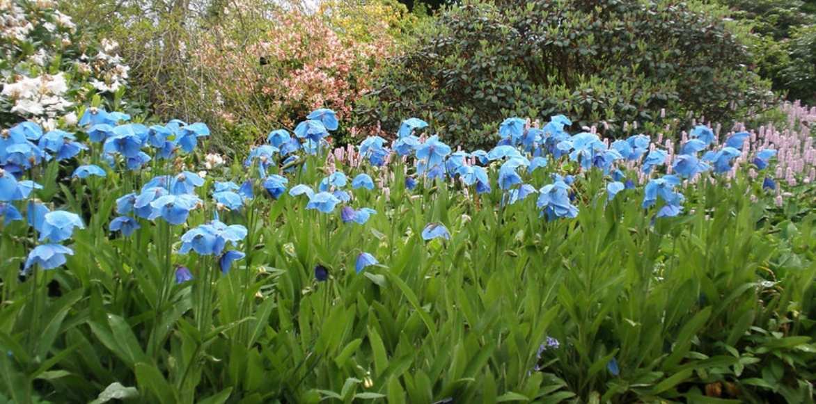 Meconopsis, pavot bleu, pavot de l'Himalaya, pavot bleu de l'Himalaya, Pavot du pays de Galles