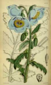 Meconopsis, pavot bleu, pavot de l'Himalaya, pavot bleu de l'Himalaya, Pavot du pays de Galles