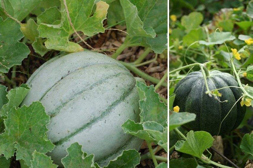 Melon vieille france et vert grimpant