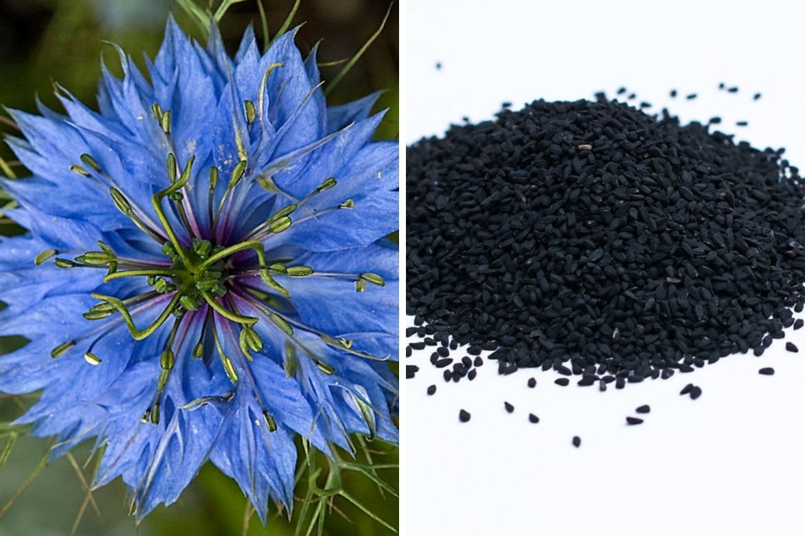 Nigella sativa - cumin noir