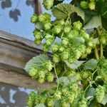 Multiplier le houblon