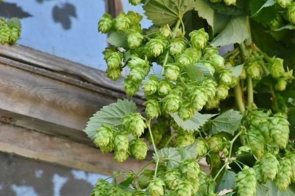 Multiplier le houblon