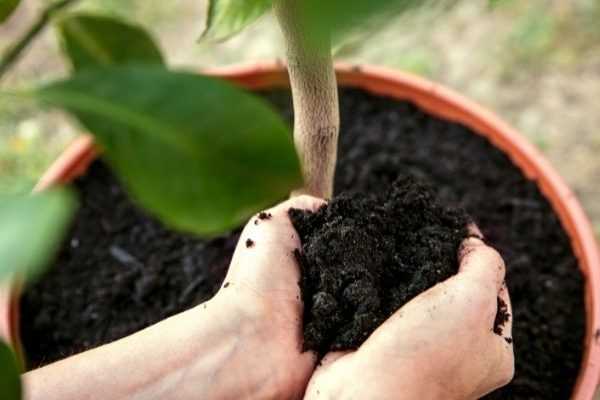 Les gestes clés pour bien rempoter une plante : Guide pour les débutants