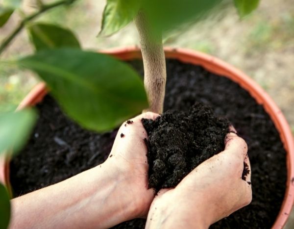 Les gestes clés pour bien rempoter une plante : Guide pour les débutants