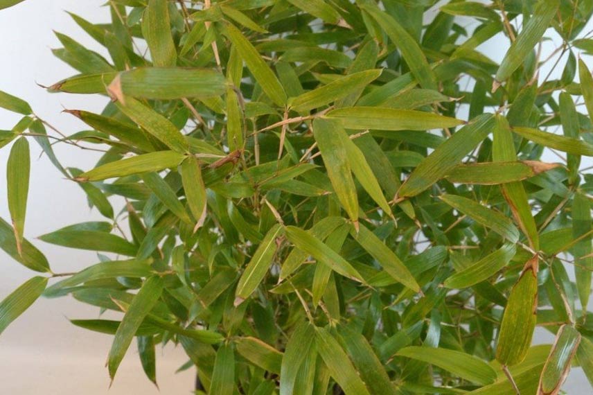 Phyllostachys atrovaginata Green Perfume type de bambou traçant