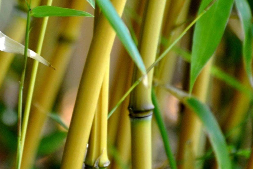 Phyllostachys aureosulcata 'Aureocaulis'