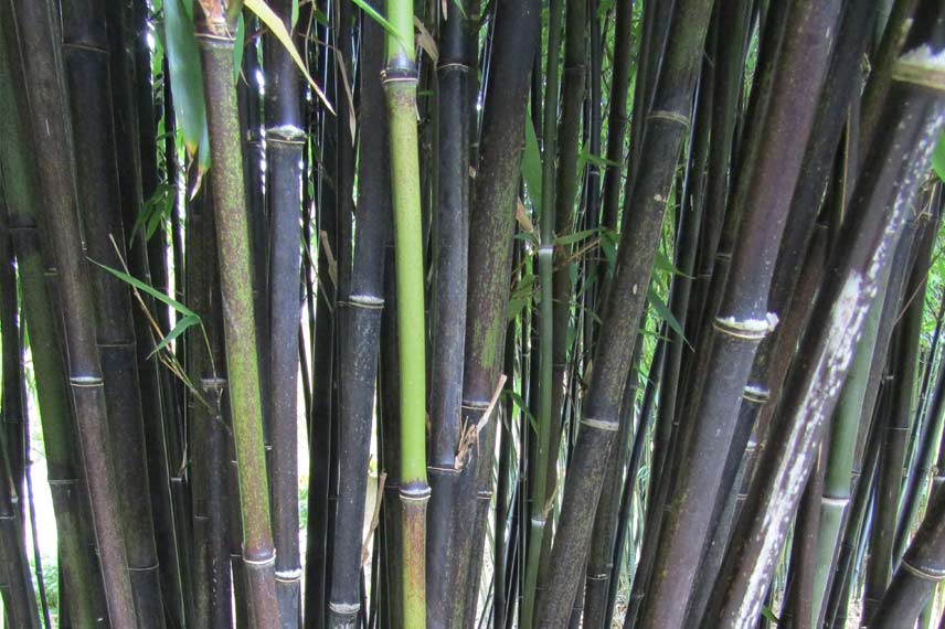 Phyllostachys nigra