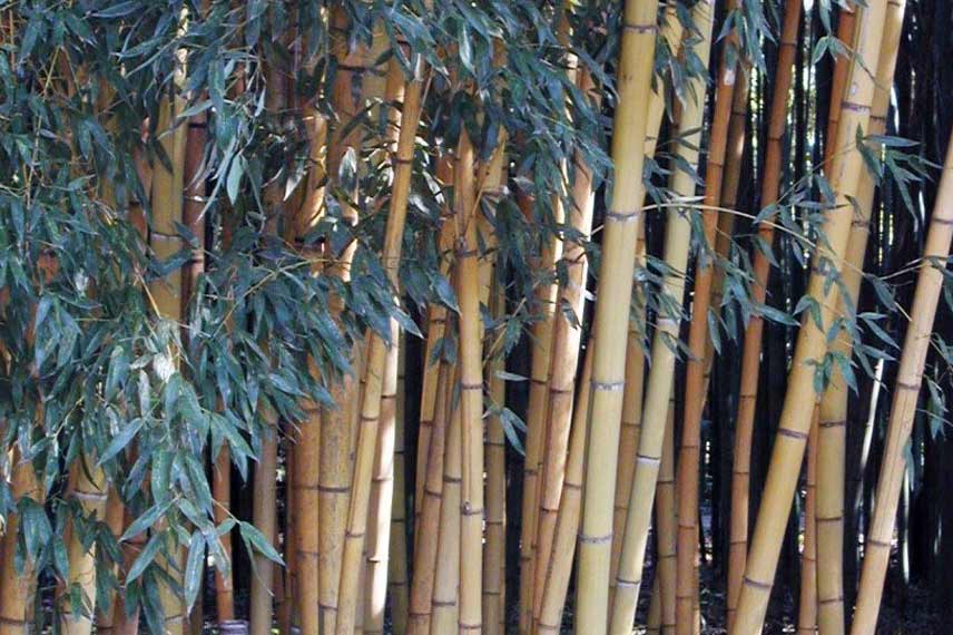 Phyllostachys viridis Sulphurea : un bambou géant et traçant