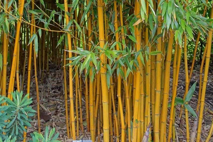 Phyllostachys vivax Aureocaulis