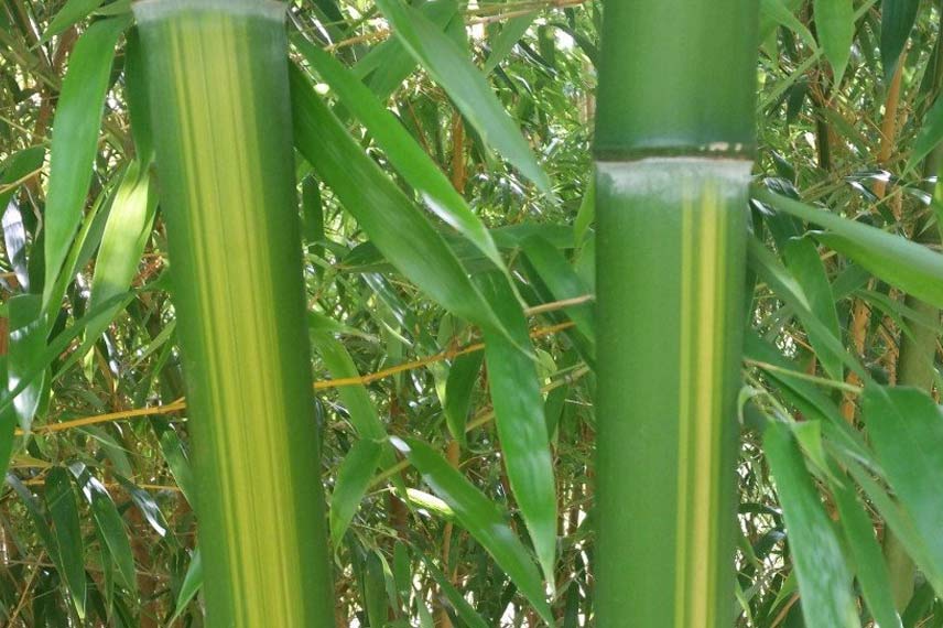 Phyllostachys vivax Huangwenzhu