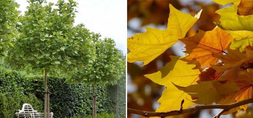 10 arbres à planter dans un jardin exposé plein sud - Jardiland