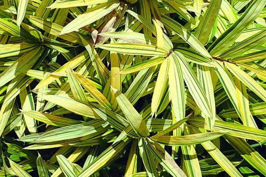 Pleioblastus viridistriatus Vagans : un bambou nain à feuillage décoratif