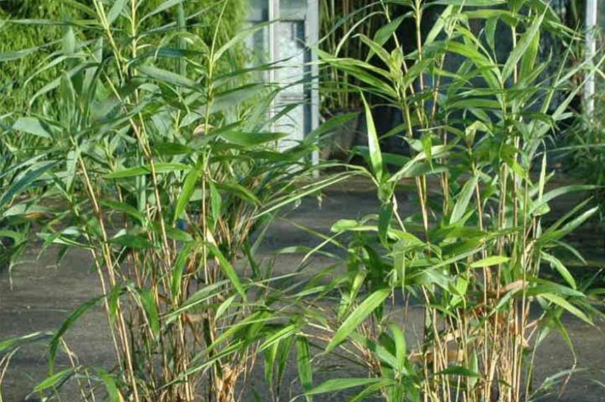 Pseudosasa japonica Tsutsumiana : un bambou faiblement traçant