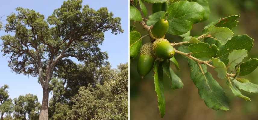 arbre pour jardin expose sud, arbre pour jardin plein sud, arbre supportant soleil sud