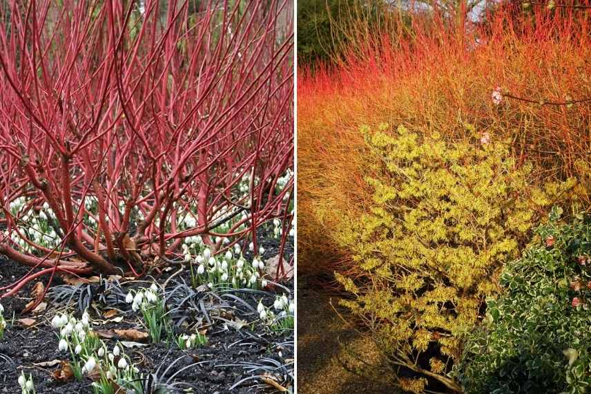 jardin d'hiver, winter garden, fleurs en hiver