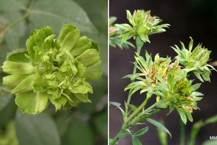 Fleurs vertes, floraisons vertes, inflorescences vertes, vegetal de couleur verte, plante à fleurs vertes, arbuste à fleurs vertes