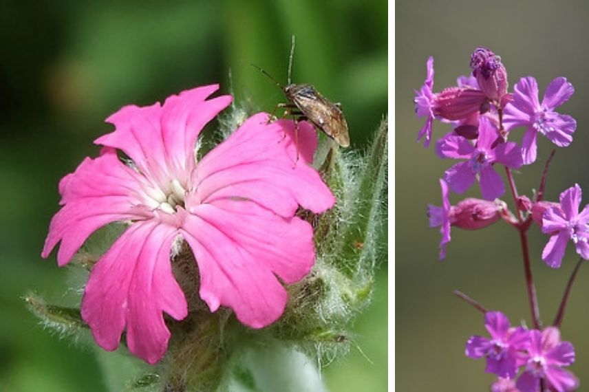 lychnis