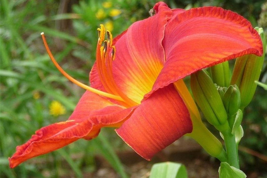 Hemerocallis Hemerocalle orange