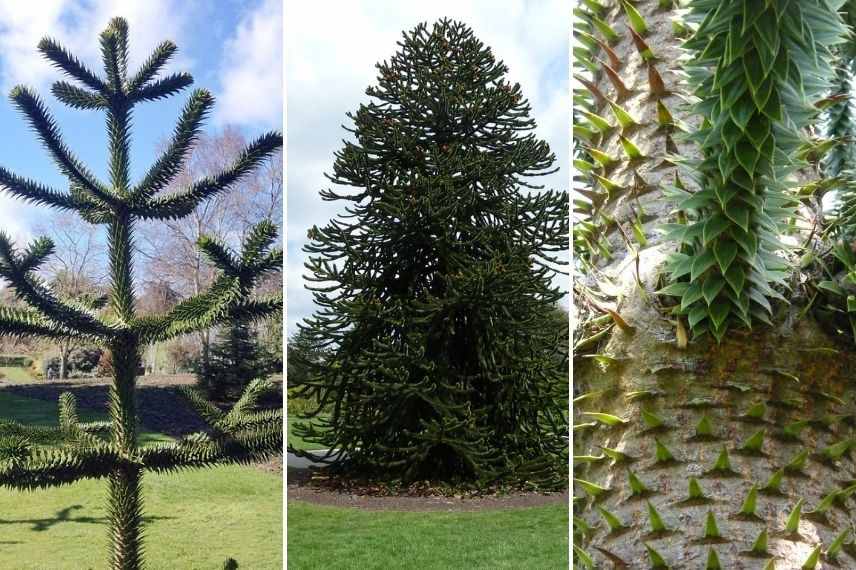 araucaria araucana