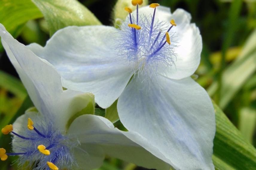 Tradescantia 'Osprey'