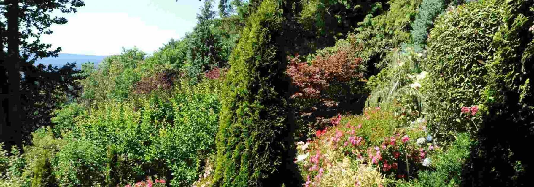 10 conifères pour un jardin exposé au sud