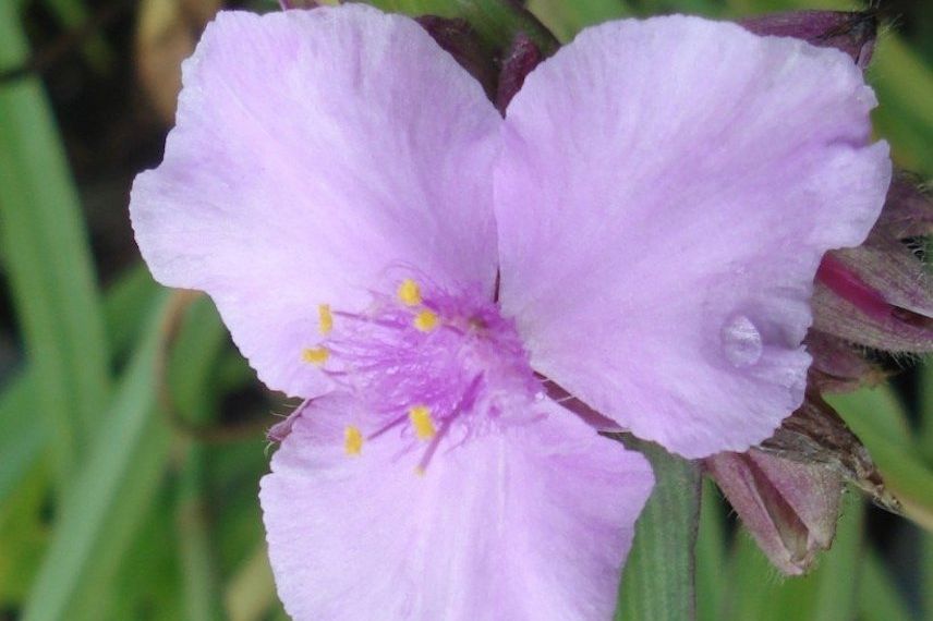 Tradescantia rose