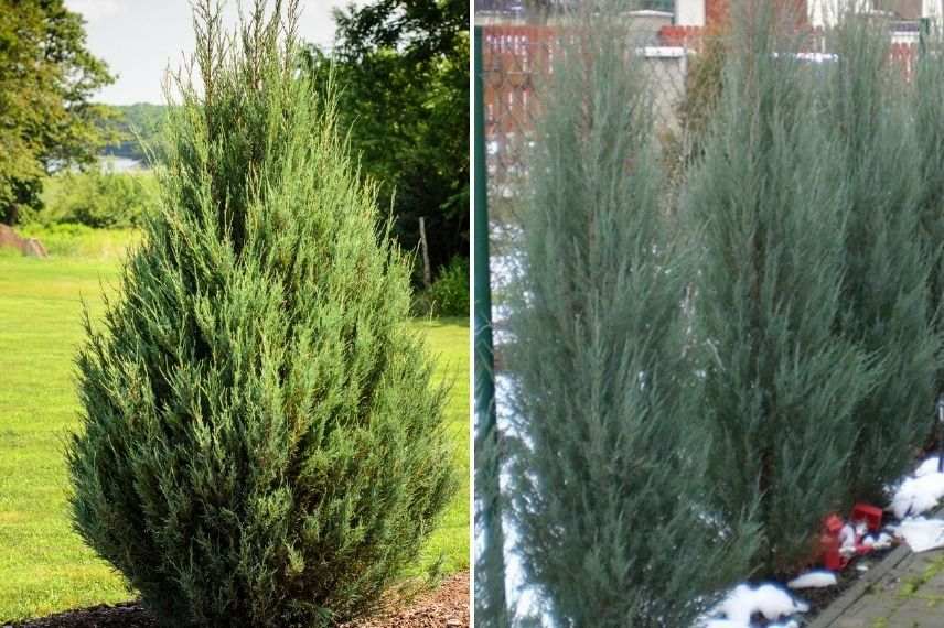 Juniperus skyrocket