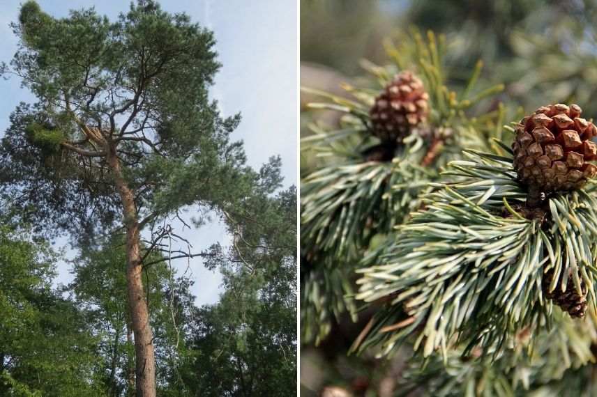 pinus sylvestris