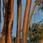 Quel Eucalyptus planter selon sa région ?