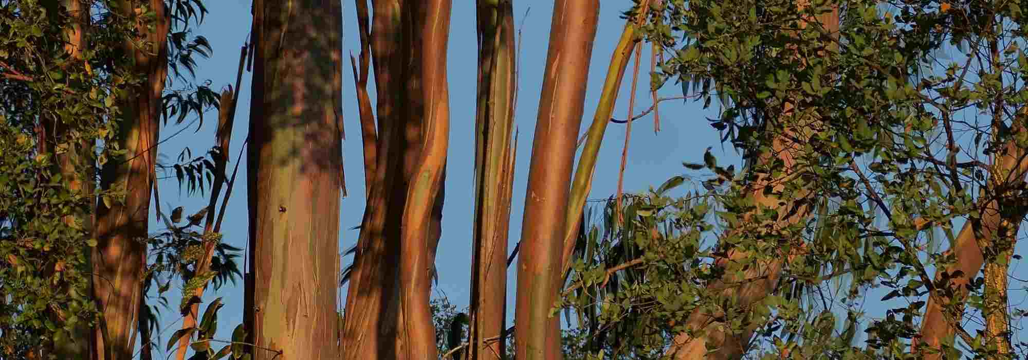 Quel Eucalyptus planter selon sa région ?