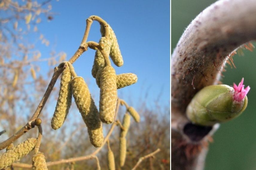 corylus avellana - noisetier 