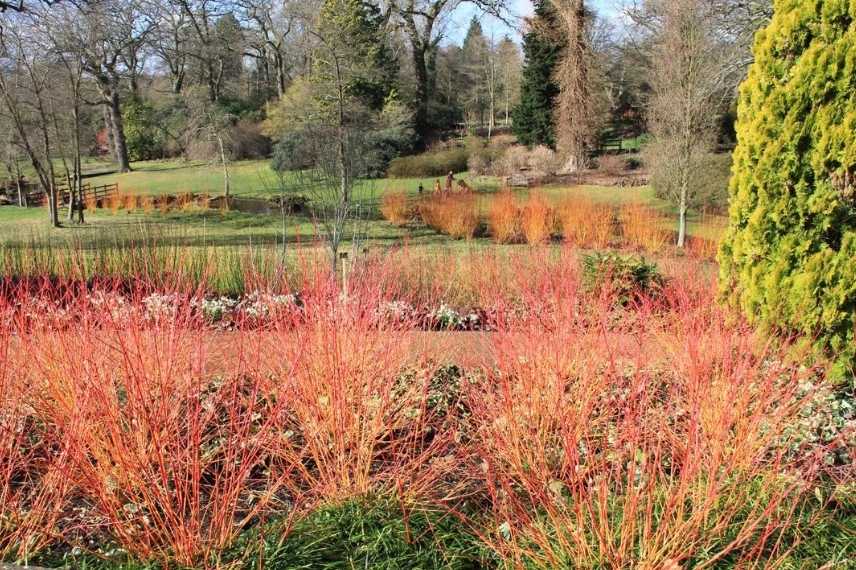 jardin d'hiver, winter garden, fleurs en hiver