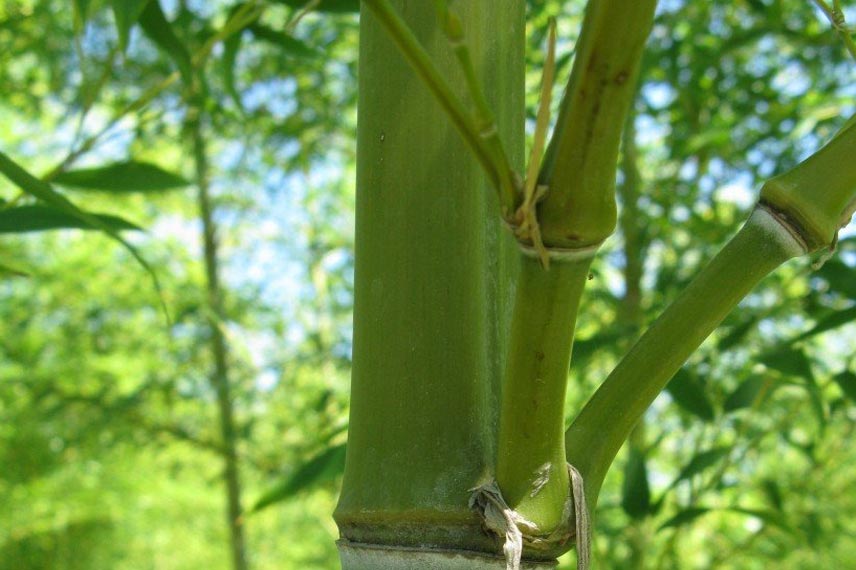 Semiarundinaria fastuosa Viridis : un bambou peu traçant