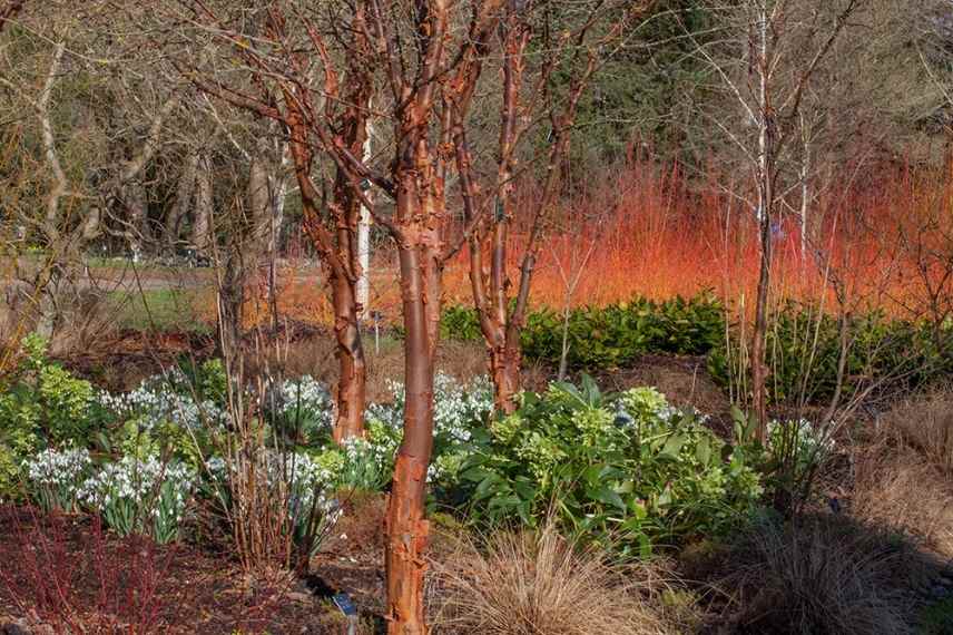 winter garden, jardin d'hiver, jardin en hiver, jardin beau en hiver, massifs jardin hiver