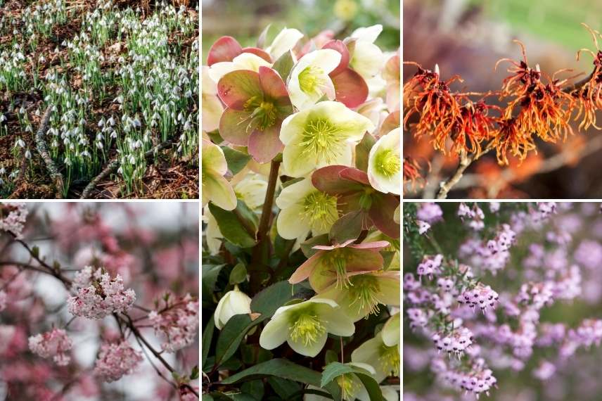 jardin d'hiver, winter garden, fleurs en hiver