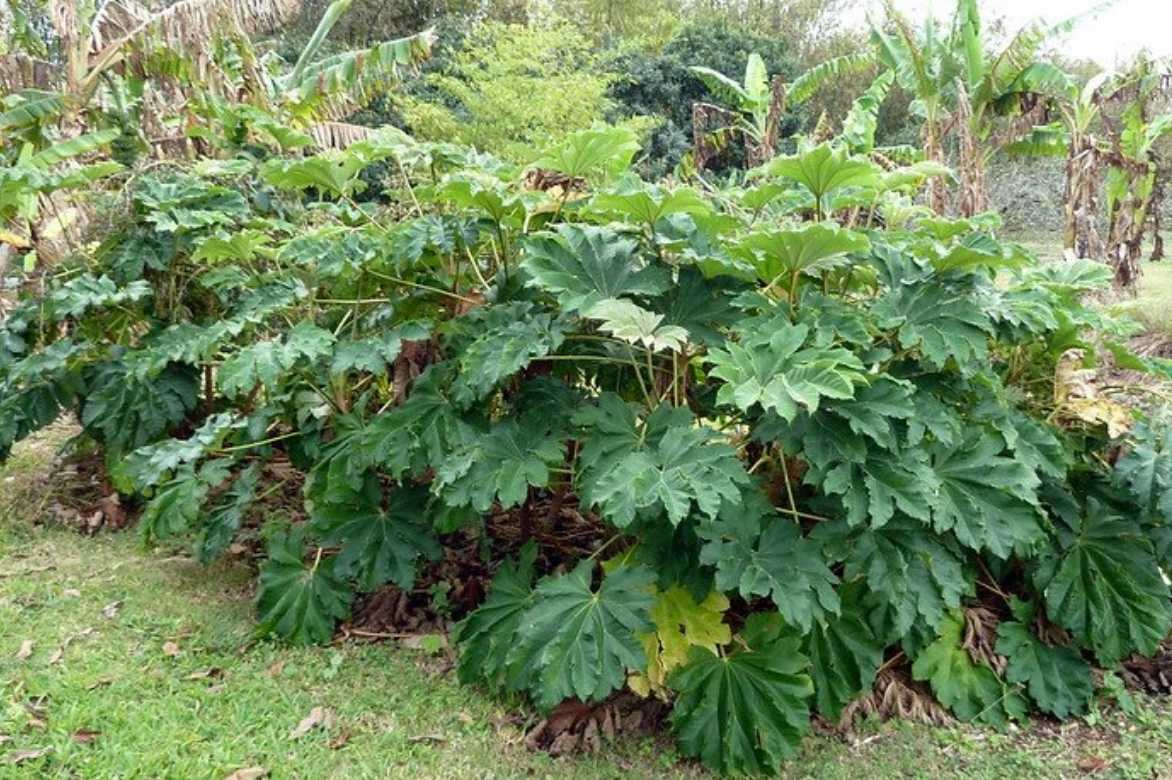 Tetrapanax, arbre à papier de riz