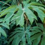 Tetrapanax, Arbre à papier de riz : plantation, culture, entretien