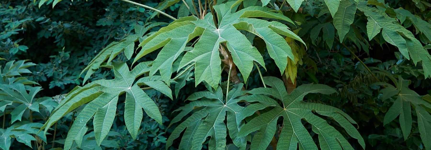 Tetrapanax, Arbre à papier de riz : plantation, culture, entretien