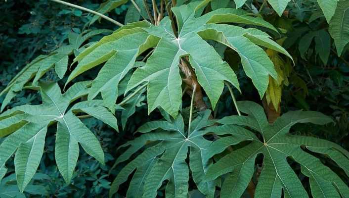 Tetrapanax, Arbre à papier de riz : plantation, culture, entretien