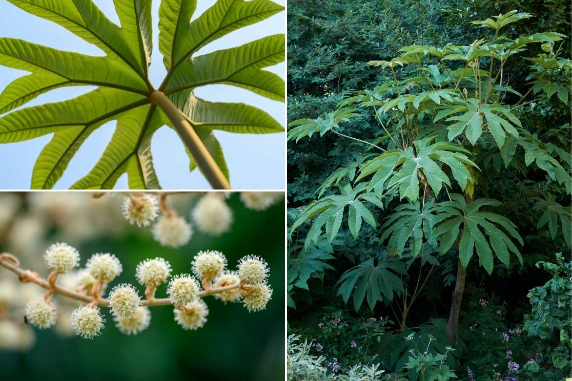 Tetrapanax, arbre à papier de riz