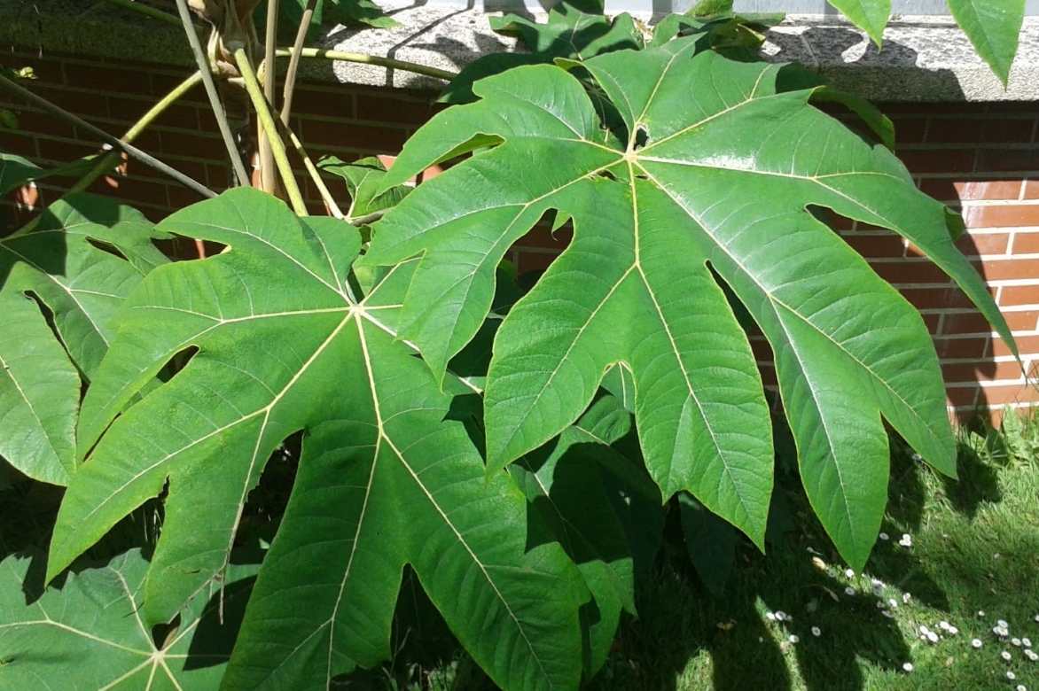 Tetrapanax, arbre à papier de riz