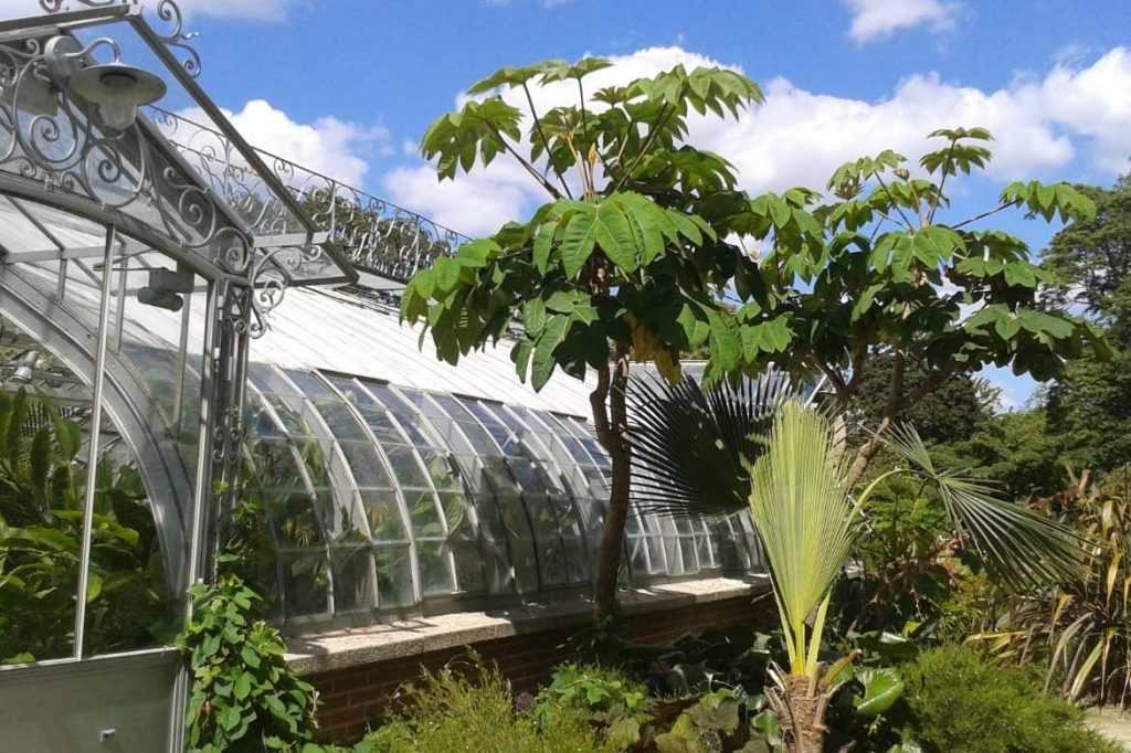 Tetrapanax, arbre à papier de riz