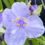 Tradescantia : Les plus belles variétés