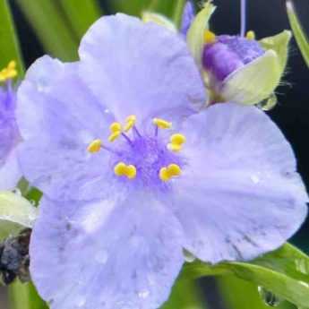 Tradescantia : Les plus belles variétés