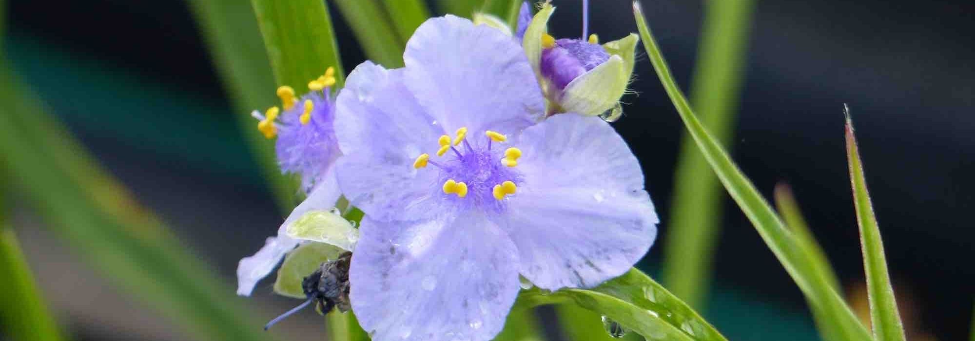 Tradescantia : Les plus belles variétés