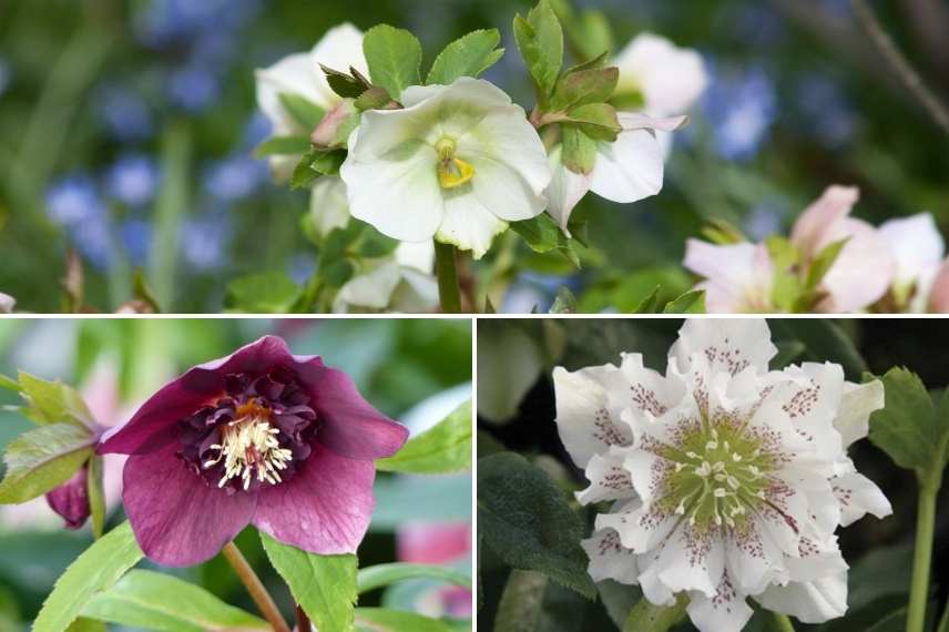 cultiver hellebore en pot, entretien hellebore en pot, hellebore en pot, quel type de pot pour hellebore