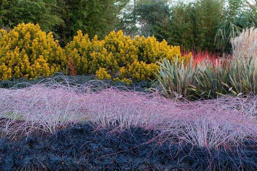 jardin d'hiver, winter garden, fleurs en hiver