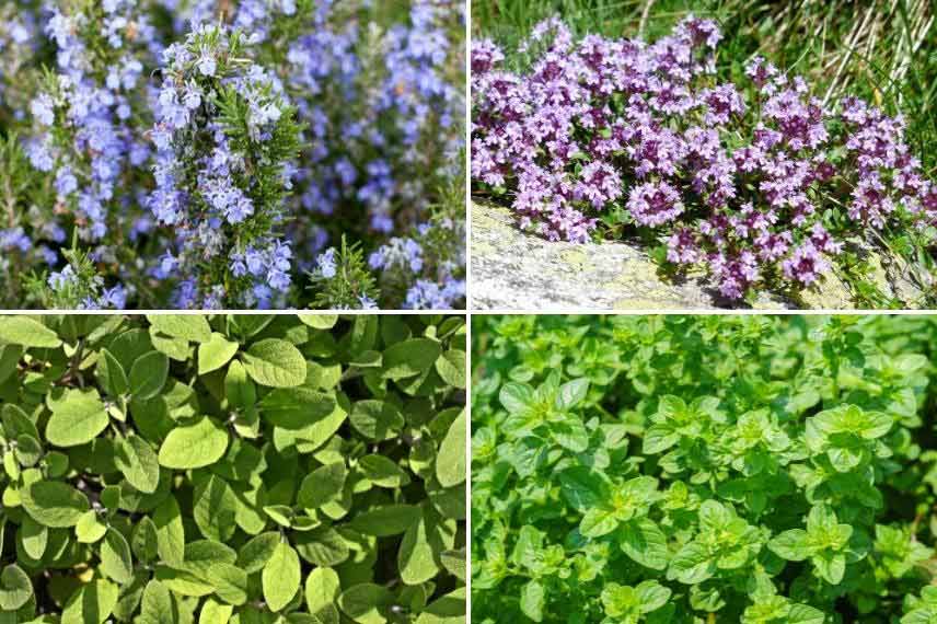 plantes aromatiques aux propriétés allélopathiques