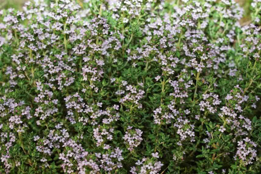 le thème fait partie des plantes allélopathiques