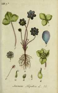 hépatiques, plante hepatique, anemone hepatica, plantes sous arbre, fleurs sous arbre